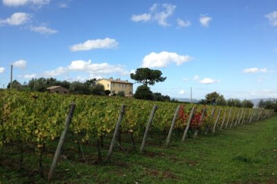Winery tour and wine & cheese tasting - Inside the cellar: fermentation, aging, and the Etruscan tuff-stone barrel cave