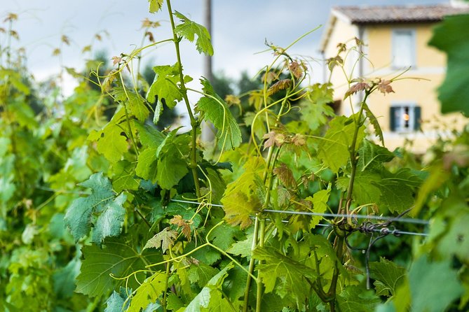 Winery tour and wine & cheese tasting - Scenery, pace, and the relaxed vibe