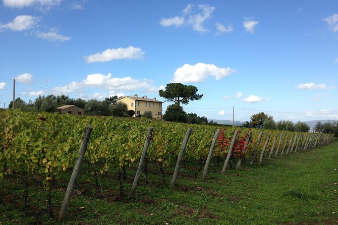 Winery tour and wine & cheese tasting - Inside the cellar: fermentation, aging, and the Etruscan tuff-stone barrel cave