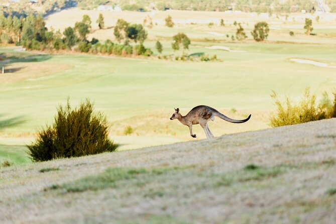 Yarra Valley Chandon Cheese & Sunset Kangaroos from Melbourne - Why This Yarra Valley Afternoon Works From Melbourne