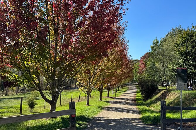 Yarra Valley Foodie Tour, Devonshire Tea, Cheese and Chocolate - Healesville: Artisan Cheese Brunch You Can Actually Taste