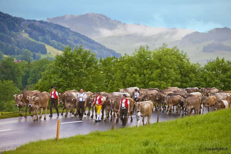 Zurich Open-top Tour and Chocolate and Cheese Countryside - Appenzeller Schaukäserei: Learning Appenzell Through Cheese (Not Production)