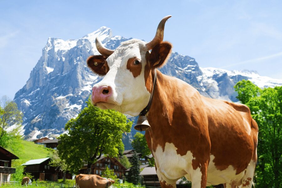 Zurich: Rhine Falls, Chocolate & Cheese Factory Day Trip - Maestrani’s Chocolarium: what you’re actually doing in the chocolate half